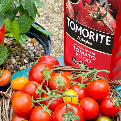 Levington Tomorite Tomato Food 1L (+20% Extra Free)