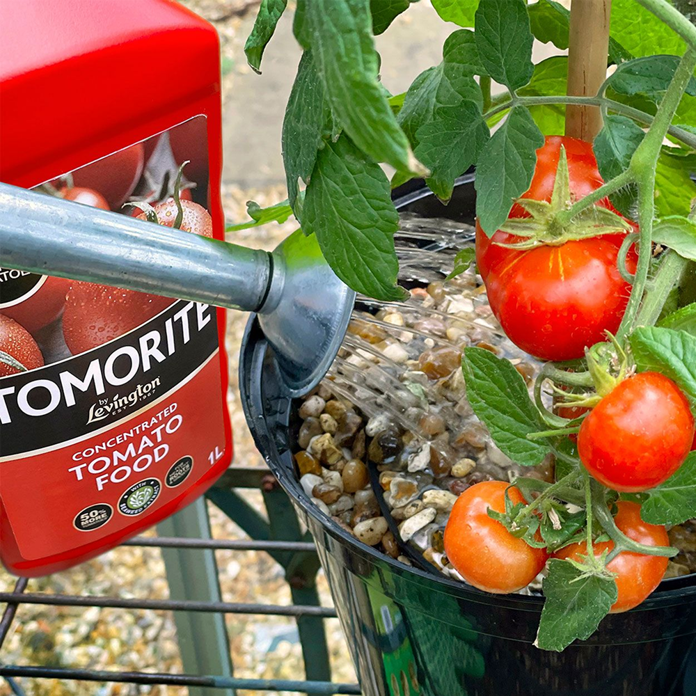 Levington Tomorite Tomato Food 1L (+20% Extra Free)